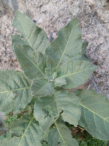 Aztec tobacco (Nicotiana rustica)