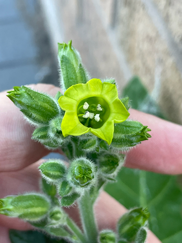 Aztec tobacco (Nicotiana rustica)