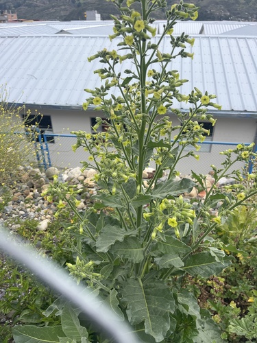 Aztec tobacco (Nicotiana rustica)