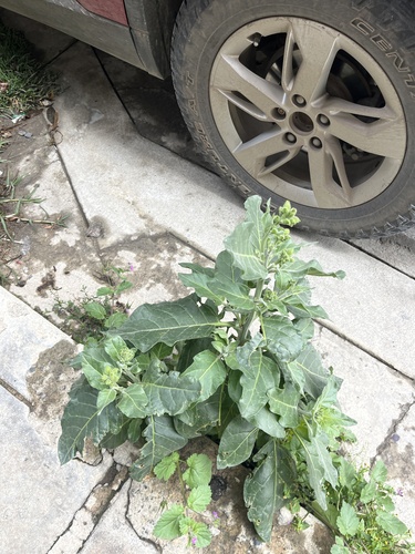 Aztec tobacco (Nicotiana rustica)