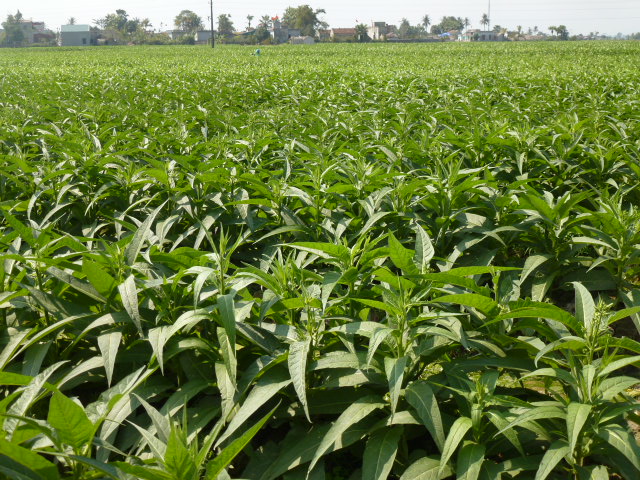 Aztec tobacco: Nicotiana rustica field in Quảng Xương, Thanh Hóa, Vietnam