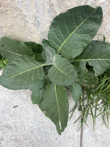 Aztec tobacco (Nicotiana rustica)