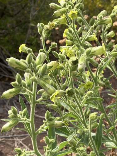 Aztec tobacco (Nicotiana rustica)