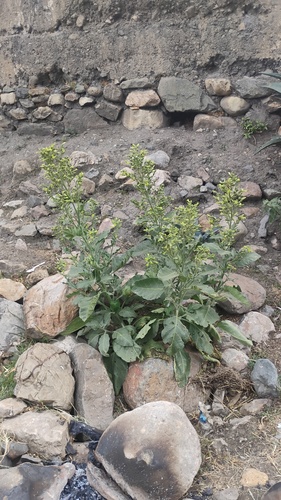Aztec tobacco (Nicotiana rustica)