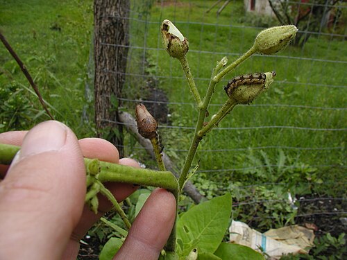 South American tobacco: Tobacco budworms on Nicotiana sylvestris