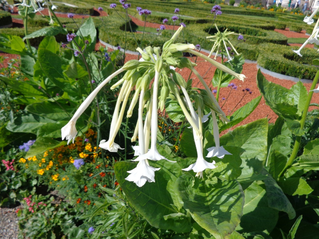 South American tobacco: Nicotiana sylvestris . Found in Bauska city, Latvia