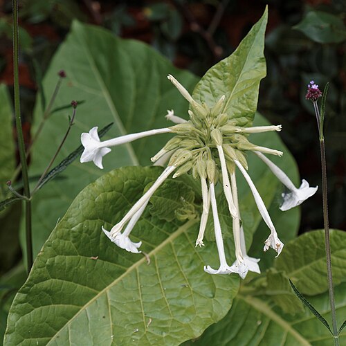 South American tobacco: Nicotiana alata , also called winged tobacco, jasmine tobacco, tanbaku, and sometimes Persian tobacco, in the Sundial Garden of Hatfield House in Hertfordshire