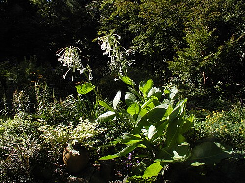 South American tobacco: Nicotiana sylvestris