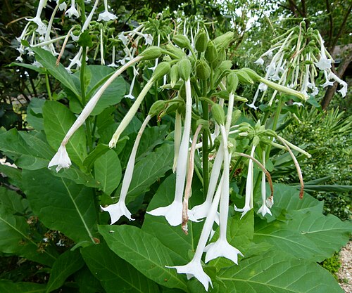 South American tobacco: Nicotiana sylvatica