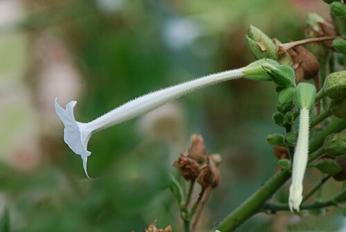 South American tobacco: Nicotiana sylvestris, fleur, Jardin des Plantes de Paris