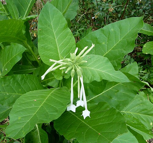 South American tobacco: Nicotiana sylvatica
