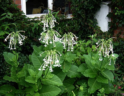 South American tobacco: Nicotiana sylvestris