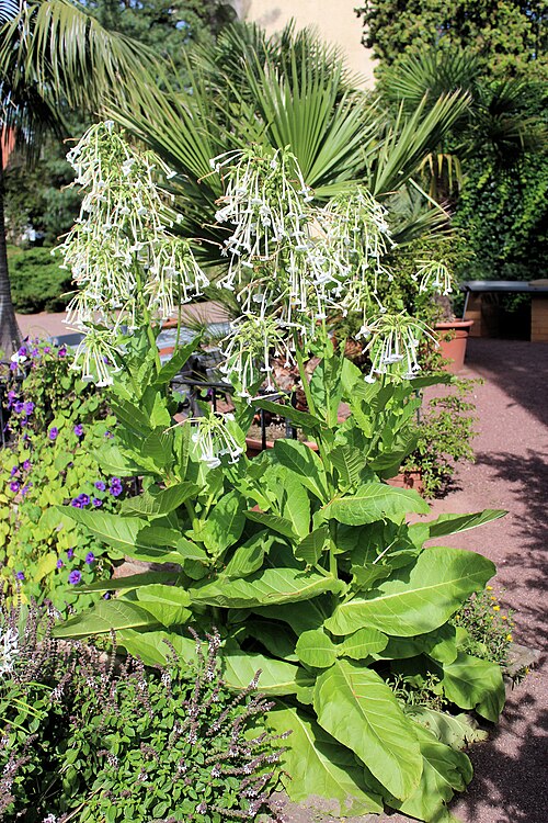 South American tobacco: Halle (Saale), botanical garden, Nicotiana sylvestris