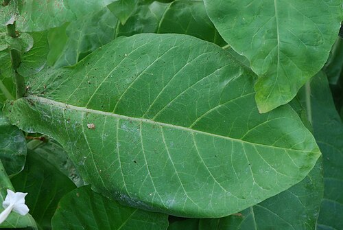 South American tobacco: Nicotiana sylvestris, feuille, Jardin des Plantes de Paris