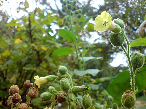 Cultivated tobacco: Nicotiana tabacum - Botanical Garden Bremen