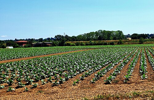 Cultivated tobacco: Tobacco cultivation - Nicotiana tabacum