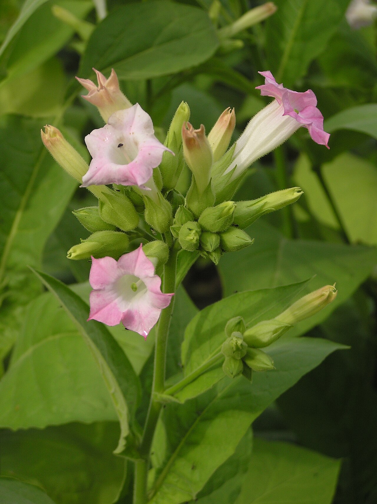 Cultivated tobacco: Nicotiana tabacum