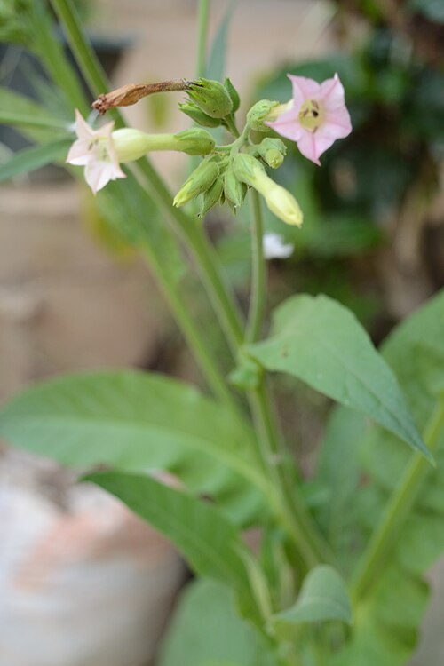 Cultivated tobacco: A Nicotiana tabacum Flowers grown wild in a road