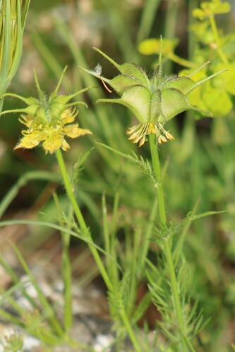 Ciliate love-in-a-mist (Nigella ciliaris)