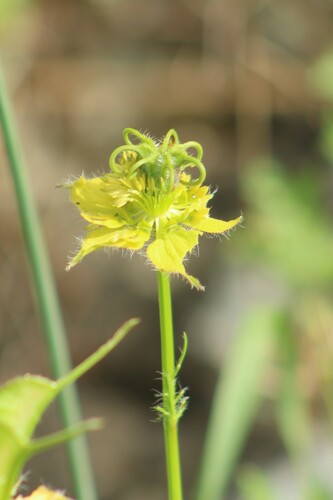 Ciliate love-in-a-mist (Nigella ciliaris)