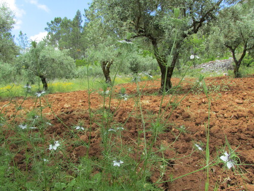 Devil in the bush (Nigella damascena)