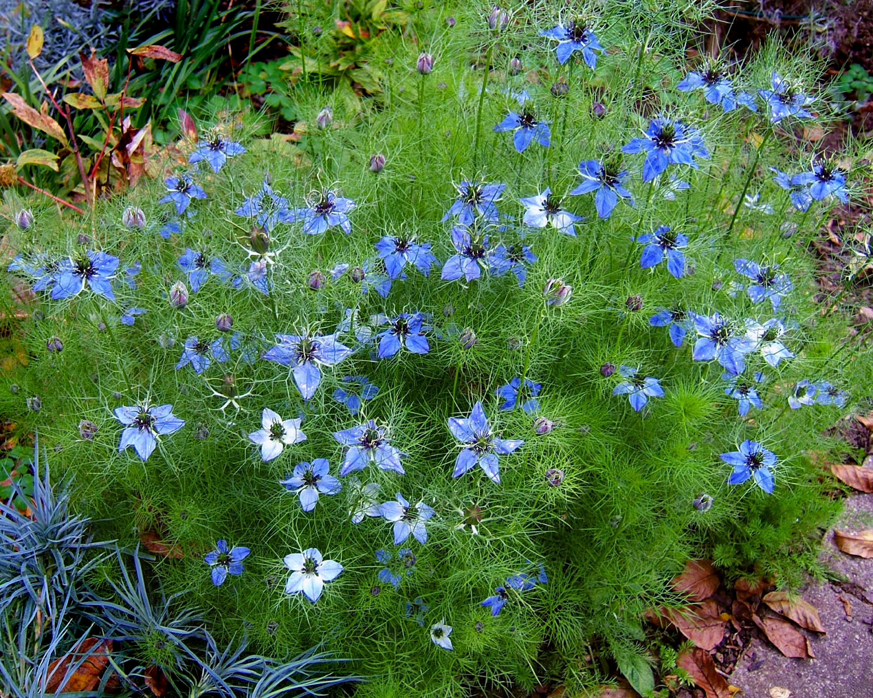 Devil in the bush: Love-in-a-mist, devil in the bush