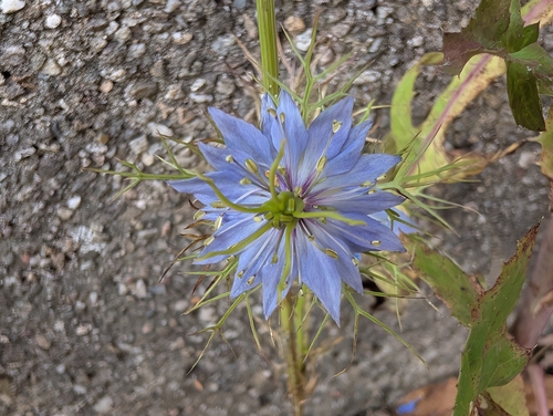 Devil in the bush (Nigella damascena)