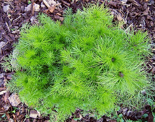 Devil in the bush: Love-in-a-mist, devil in the bush
