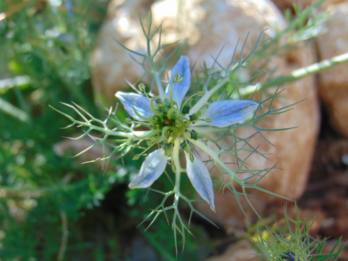 Devil in the bush (Nigella damascena)
