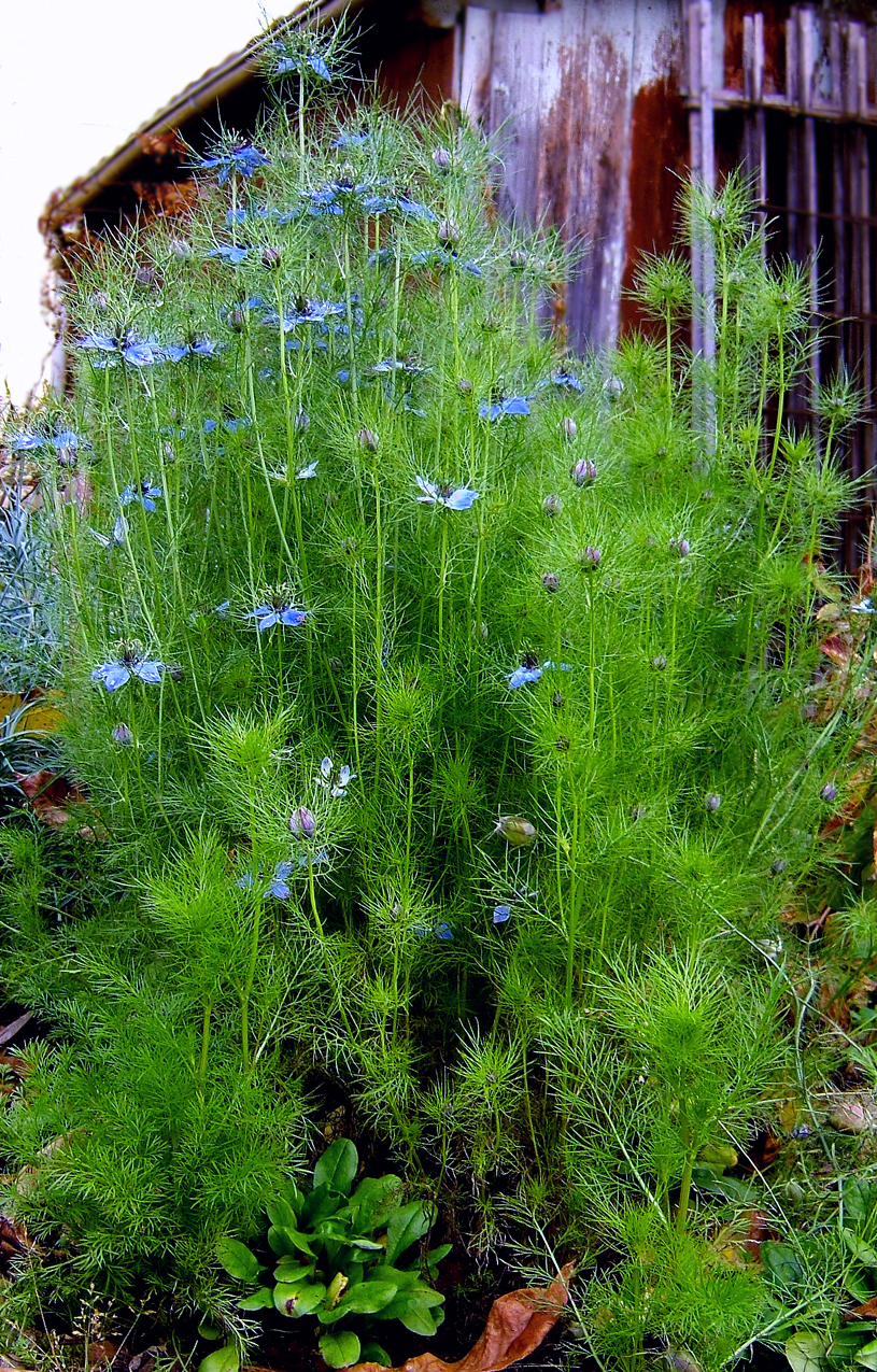 Devil in the bush: Love-in-a-mist, devil in the bush