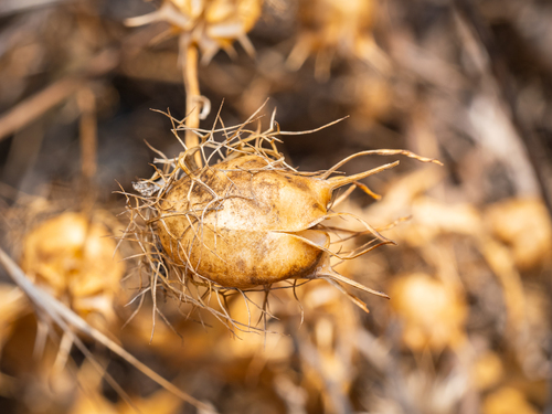 Devil in the bush (Nigella damascena)
