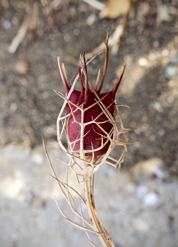 Devil in the bush (Nigella damascena)
