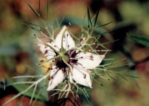 Devil in the bush (Nigella damascena)