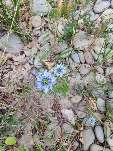 Devil in the bush (Nigella damascena)