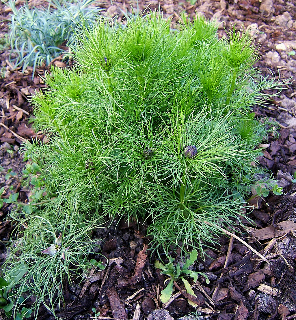 Devil in the bush: Love-in-a-mist, devil in the bush