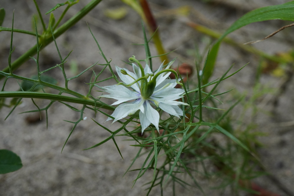 Devil in the bush (Nigella damascena)