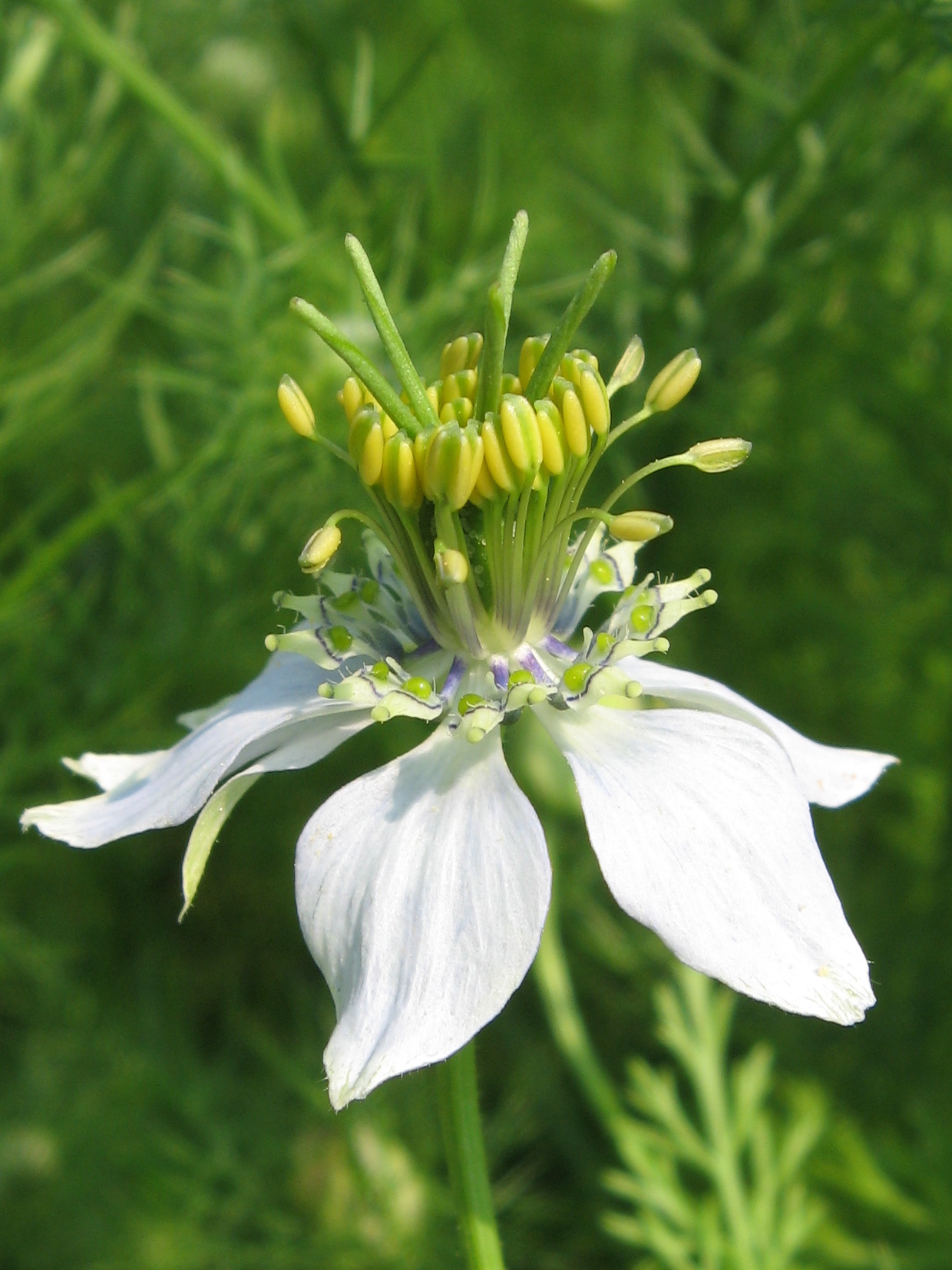 Black cumin: File:b1243427731corek_otu_yagi.jpg Nigella sativa, photographed in the Vienna Botanical Garden, Rennweg 14, 1030 Wien, Austria