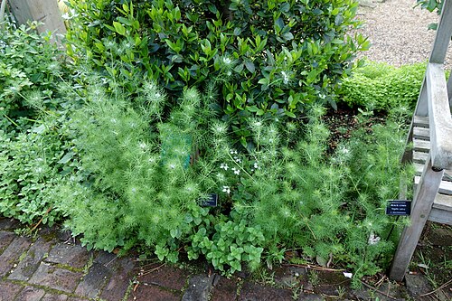 Black cumin: Specimen in the Chelsea Physic Garden, London, England.