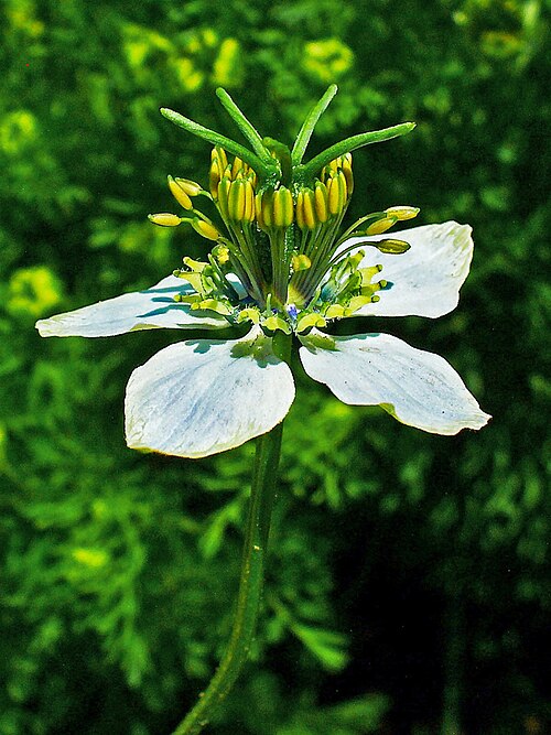 Black cumin: Nigella sativa , Ranunculaceae, Small Fennel, Black Cumin, flower.
