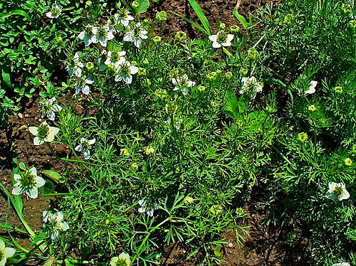 Black cumin: Nigella sativa , Ranunculaceae, Small Fennel, Black Cumin, habitus.