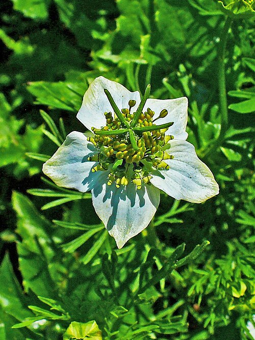 Black cumin: Nigella sativa , Ranunculaceae, Small Fennel, Black Cumin, flower.