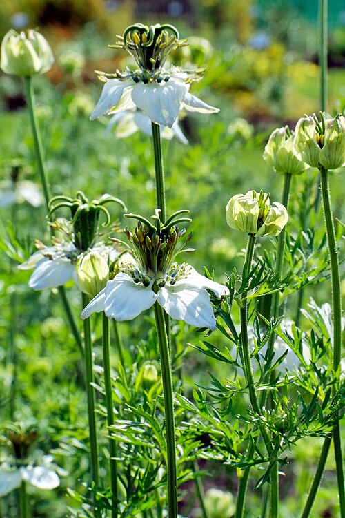 Black cumin: Nigella sativa