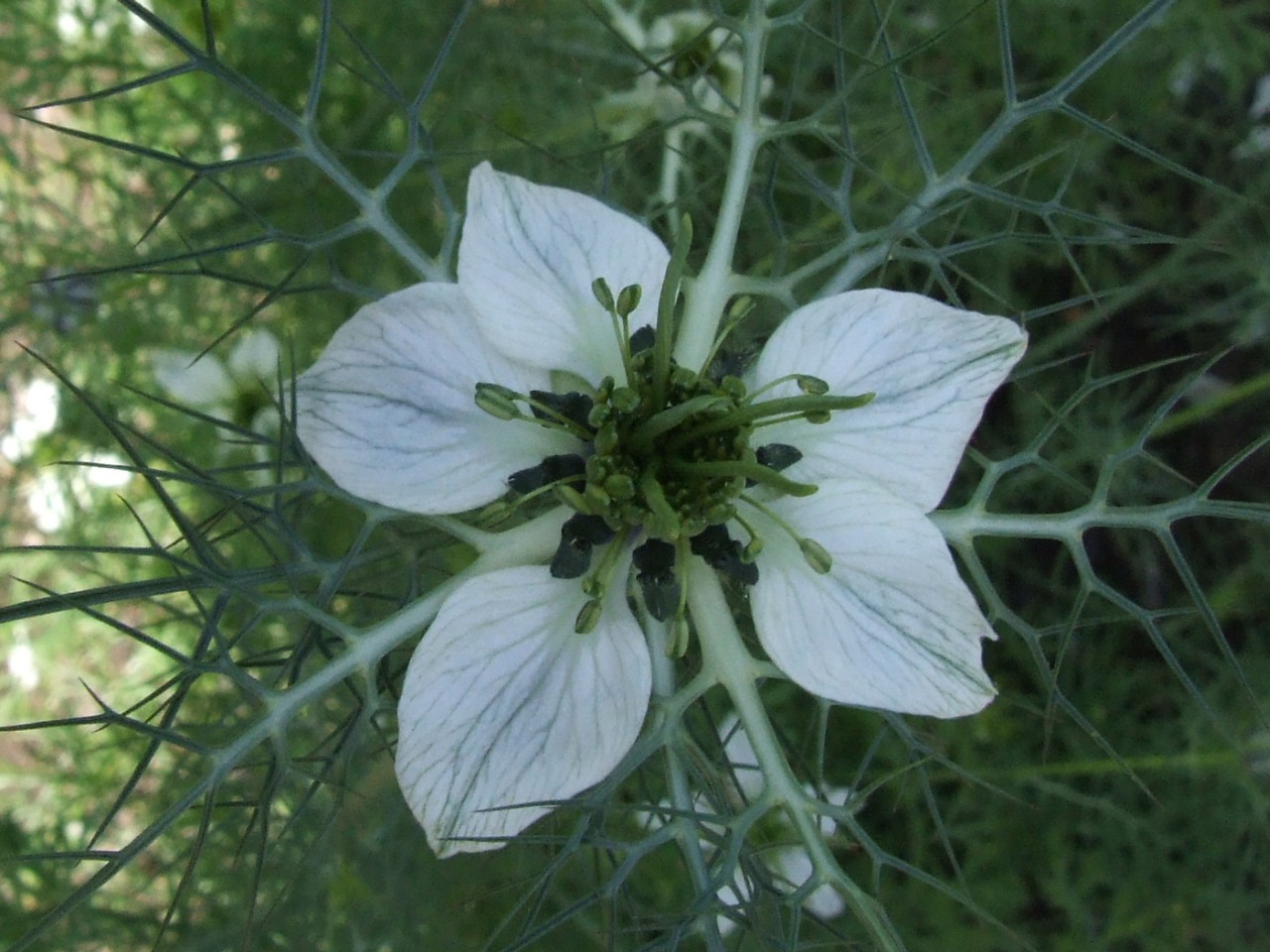 Black cumin: Nigella sativa