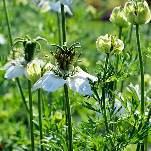 Black cumin: Nigella sativa