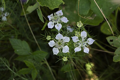 Black cumin: Nigella ( Nigella sativa ) in Romania