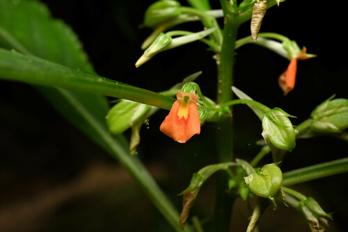 Noisettia orchidiflora (Noisettia orchidiflora)