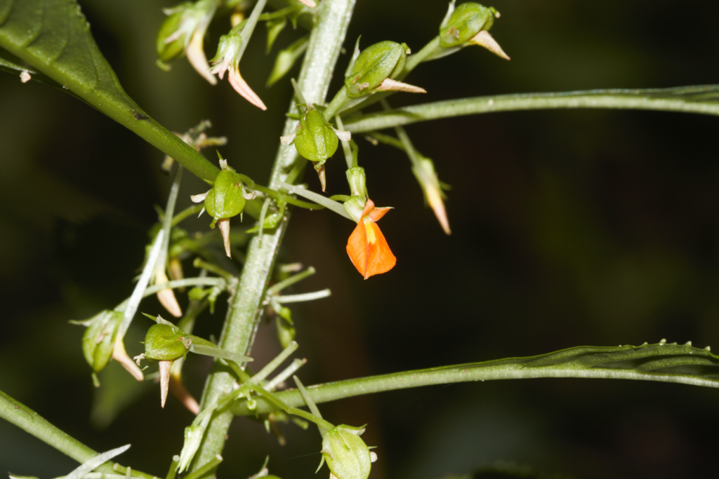 Noisettia orchidiflora (Noisettia orchidiflora)