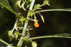 Noisettia orchidiflora (Noisettia orchidiflora)
