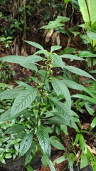 Noisettia orchidiflora (Noisettia orchidiflora)