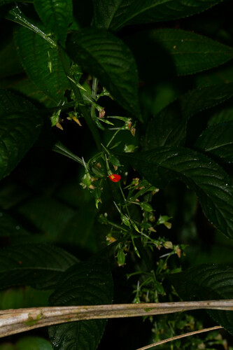 Noisettia orchidiflora (Noisettia orchidiflora)